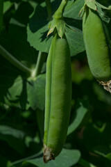 Ripe pea pod on a branch