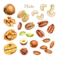 Watercolor nut collection. different types of nuts - obrazy, fototapety, plakaty