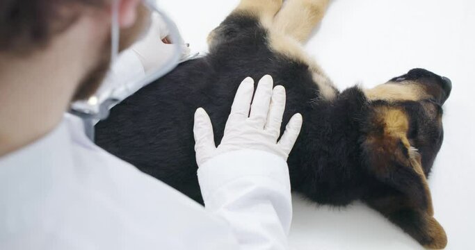 Above view of veterinarian in white uniform and protective gloves listening to breath dog breed german shepherd in veterinarian studio. Concept of vet checking lungs dog.