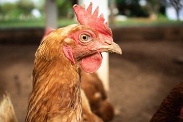 chicken on the farm