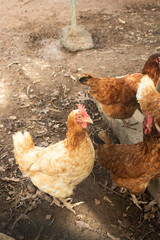 chicken