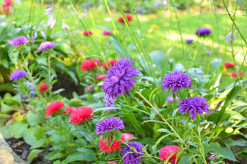 Obraz premium Garden asters grow in flower beds