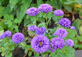 Garden asters grow in flower beds