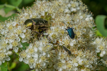 A black-breasted barbel and a bronze on a rowan flower