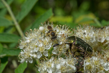 Bronze and bee  on a rowan flower