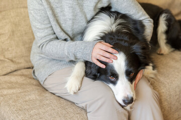 Unrecognizable woman playing with cute puppy dog border collie on couch at home indoor. Owner girl stroking holding dog friend sitting on sofa. Love for pets friendship support team concept.