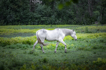Obraz na płótnie Canvas Horse roaming and feeding in pasture 