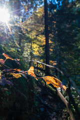 Panorama and details of the Slizza ravine in Autumn. Tarvisio.