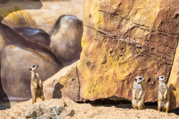 The meerkats look away with interest. The Zoo.
