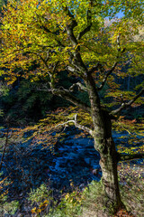 Panorama and details of the Slizza ravine in Autumn. Tarvisio.