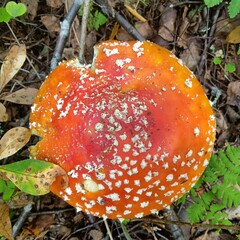overhead shot of a red amanita in the forest in autumn in Norway