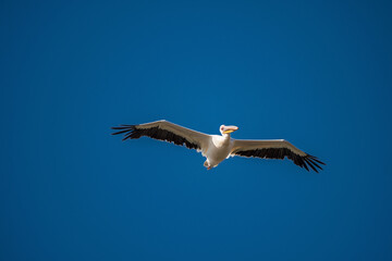White Pelican flying in the blue sky on an early autumn morning near Dor Beach, Israel.	