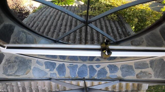 Beautiful great tit bird sitting on the windows sill in the city. Greater titmouse bird looking through the window of house in morning, urban landscape in the background.-Dan