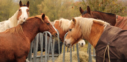 several horses are standing at a feed rack with hay
