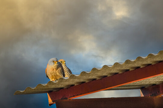 Falco naumanni o cernicalo primilla, ave falconiforme de la familia Falconidae.