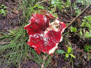 Overhead shot of a bright red mushroom on a forest floor in Norway.