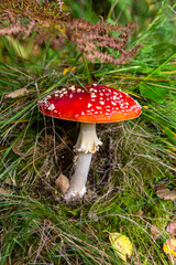Fly Agaric or Amanita Muscaria Toadstool
