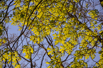 Fototapeta premium maroon leaves in the autumn