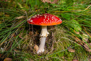 Fly Agaric or Amanita Muscaria Toadstool
