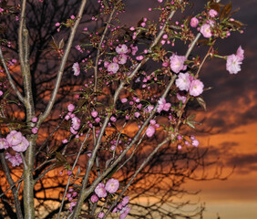 tree with bloom - background sunset