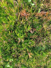  close-up of pine needles in a park.