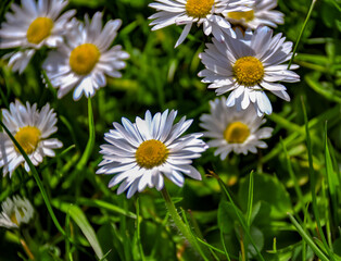 Obraz premium Beautiful flower on an field 