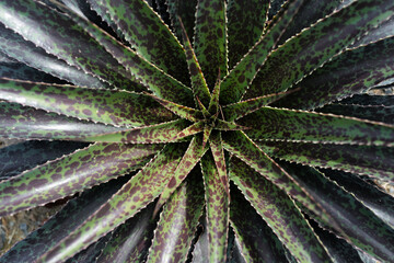 Naklejka na ściany i meble Agave green. Cactus backdround, cacti design or cactaceae pattern.