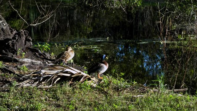 Male and female wild Mallard ducks sunning on banks of tropical pond in southwest Florida; native habitat with local wildlife sounds