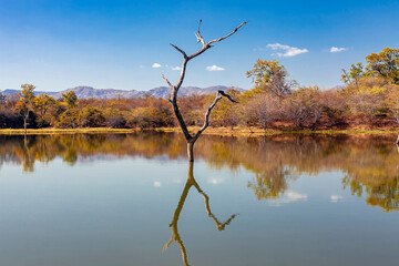 View of the shore of Lake Kariba and a lonely dry tree with reflection in the calm water. - obrazy, fototapety, plakaty