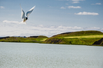 Fototapeta na wymiar Arctic Tern