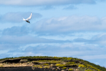 Arctic Tern