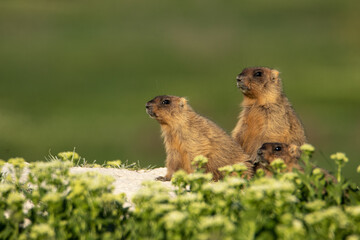 Naklejka na ściany i meble Several small marmots are sitting near the burrow. Full-length portraits of Marmota bobak
