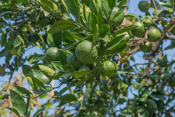 Green tangerines on the branches. Unripe citrus fruits. Day. Georgia. Sunny