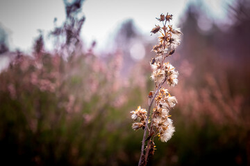 Plant on a field in sunlight. Floral vintage and toning with filter effect. muted colors
