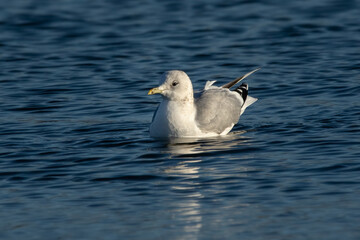 Common gull (Larus canus) in winter plumage on water 