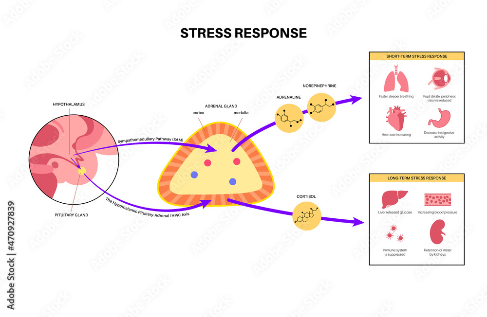 Wall mural Stress responce system