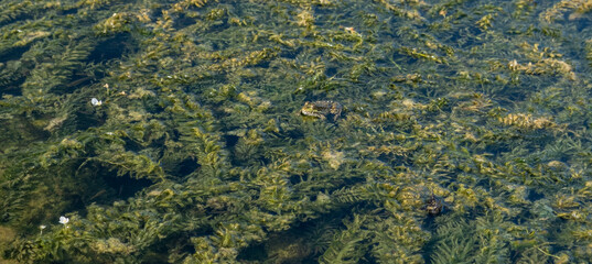 Frog camouflage in the swamp. The toad is resting in the quagmire of the swamp. Green duckweed and frogs. Day. Georgia. Sunny