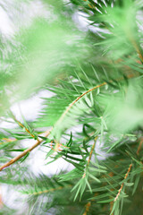Fototapeta na wymiar branches of a fir tree