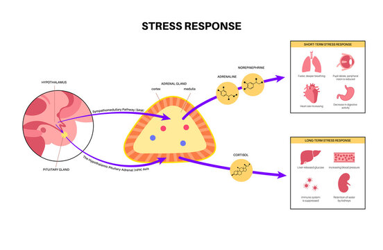 Stress responce system