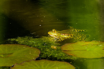Pond frog in the water