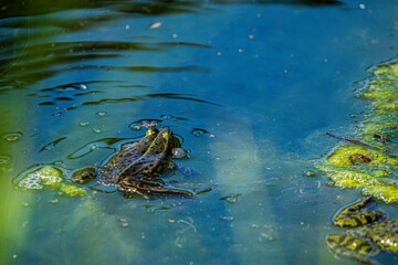 Pond frog in the water