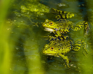 Pond frog in the water
