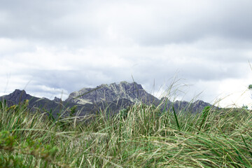 grass and sky
