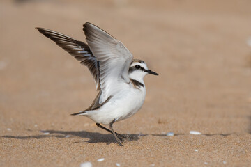 Kentish plover (Charadrius alexandrinus)