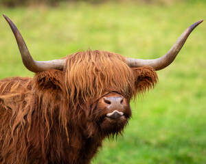 Highland Cow in Scotland, UK