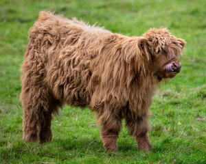 Fototapeta premium Highland Cattle Calf in Scotland, UK