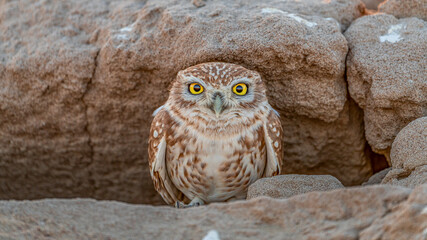 little ow from Dubai desert 