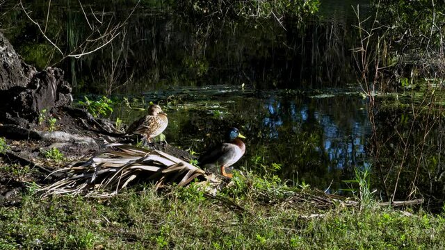 Male and female wild ducks sunning on banks of tropical pond in southwest Florida; native habitat 