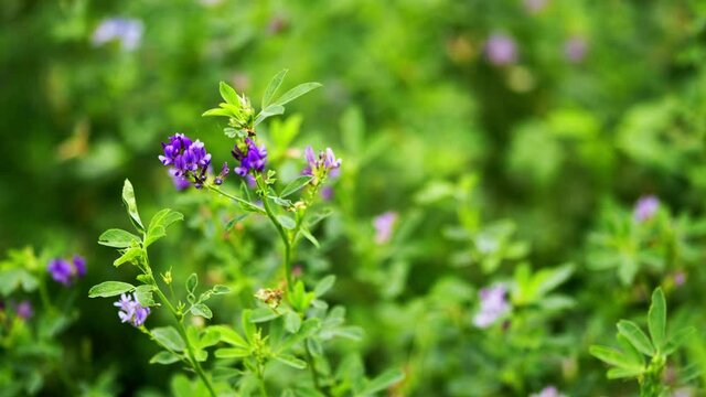 Medicago green spring field. Flowers of alfalfa in the field. Flowering medicago sativa. Slow motion.