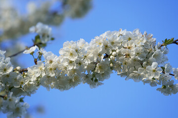 Branch of blossoming cherry on a background of blue sky. Place for text.